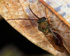 Eucharitidae