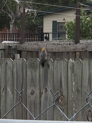 Melanerpes aurifrons