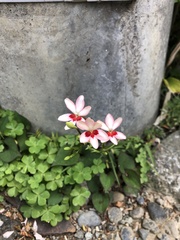 Freesia laxa