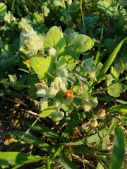 Sphaeralcea lindheimeri