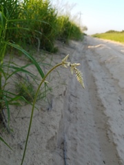 Froelichia texana