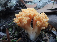 Ramaria anziana