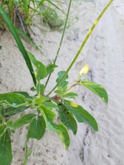 Froelichia texana