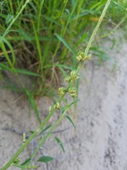 Amaranthus arenicola