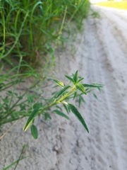 Amaranthus arenicola