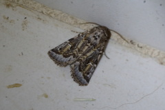 Proteuxoa florescens