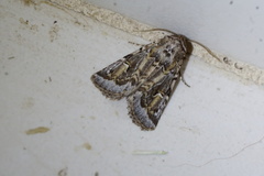 Proteuxoa florescens