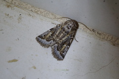 Proteuxoa florescens