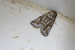 Proteuxoa florescens