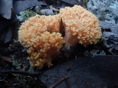 Ramaria anziana