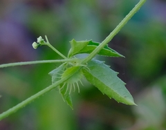 Blastania cerasiformis