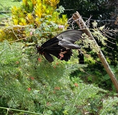 Heraclides anchisiades