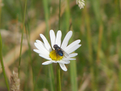 Helophilus hochstetteri