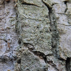Scoliciosporum pensylvanicum