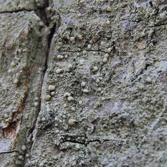 Scoliciosporum pensylvanicum