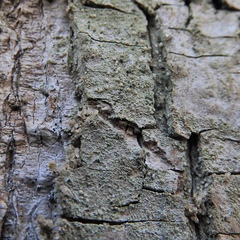 Scoliciosporum pensylvanicum
