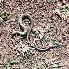 Chalcides chalcides