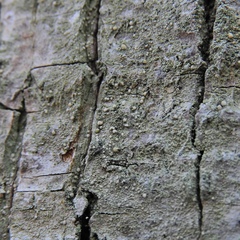Scoliciosporum pensylvanicum