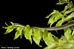 Dendrelaphis subocularis