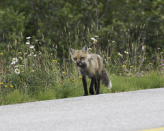 Vulpes vulpes deletrix