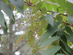Toxicodendron vernicifluum