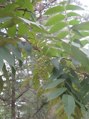 Toxicodendron vernicifluum