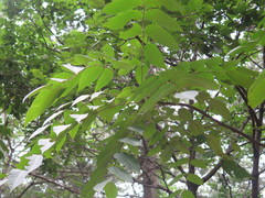 Toxicodendron vernicifluum