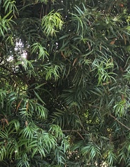 Afrocarpus gracilior