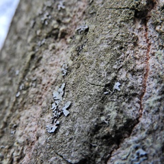 Scoliciosporum pensylvanicum