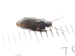 Pterostichus vernalis
