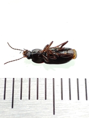 Pterostichus vernalis