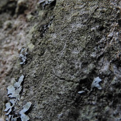 Scoliciosporum pensylvanicum