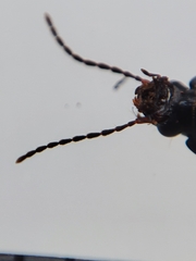 Pterostichus vernalis