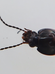 Pterostichus vernalis