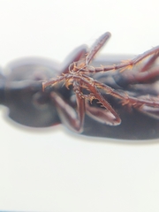 Pterostichus vernalis