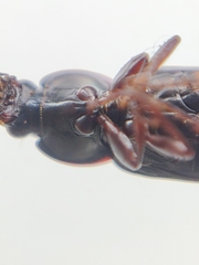 Pterostichus vernalis