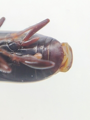 Pterostichus vernalis
