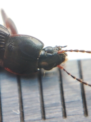 Pterostichus vernalis