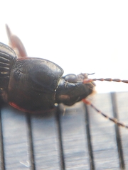 Pterostichus vernalis