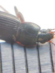 Pterostichus vernalis