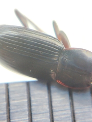 Pterostichus vernalis