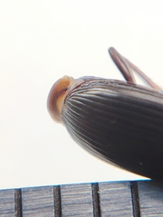 Pterostichus vernalis