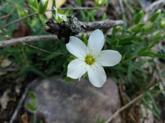 Arenaria montana