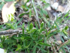 Arenaria montana