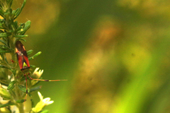 Pseudopantilius australis