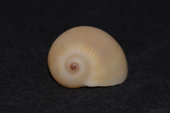 Natica stellata