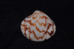 Lioconcha fastigiata