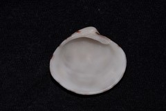 Lioconcha fastigiata