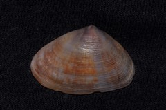 Latona cuneata