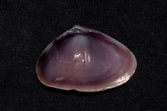 Latona cuneata